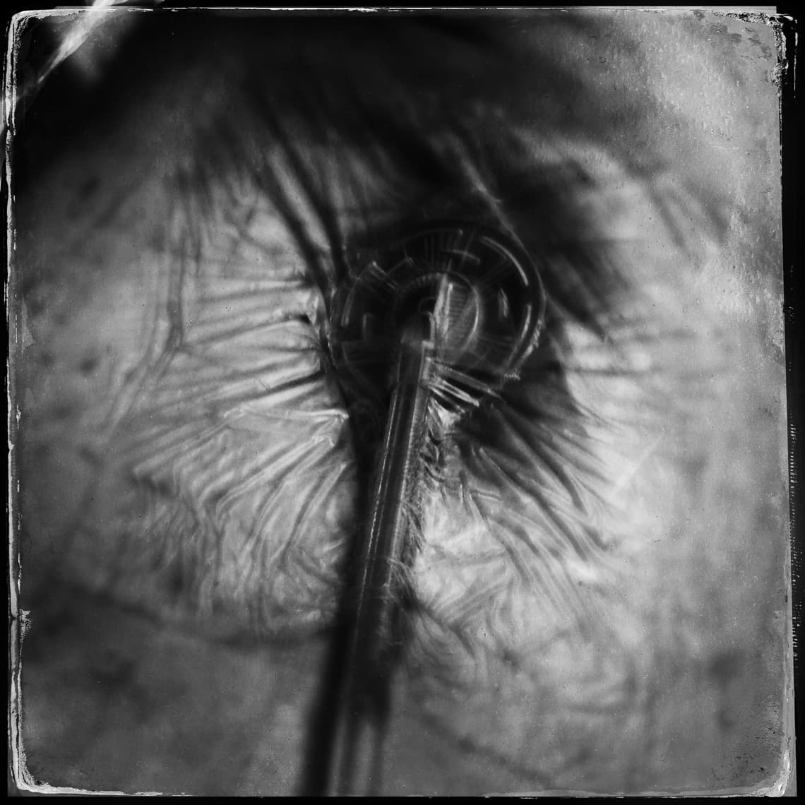 hodgkins 2019 27